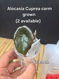 Alocasia Cuprea