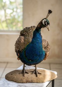 Peacock natural