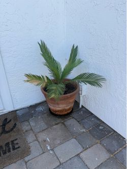 Sago Palm + Pot