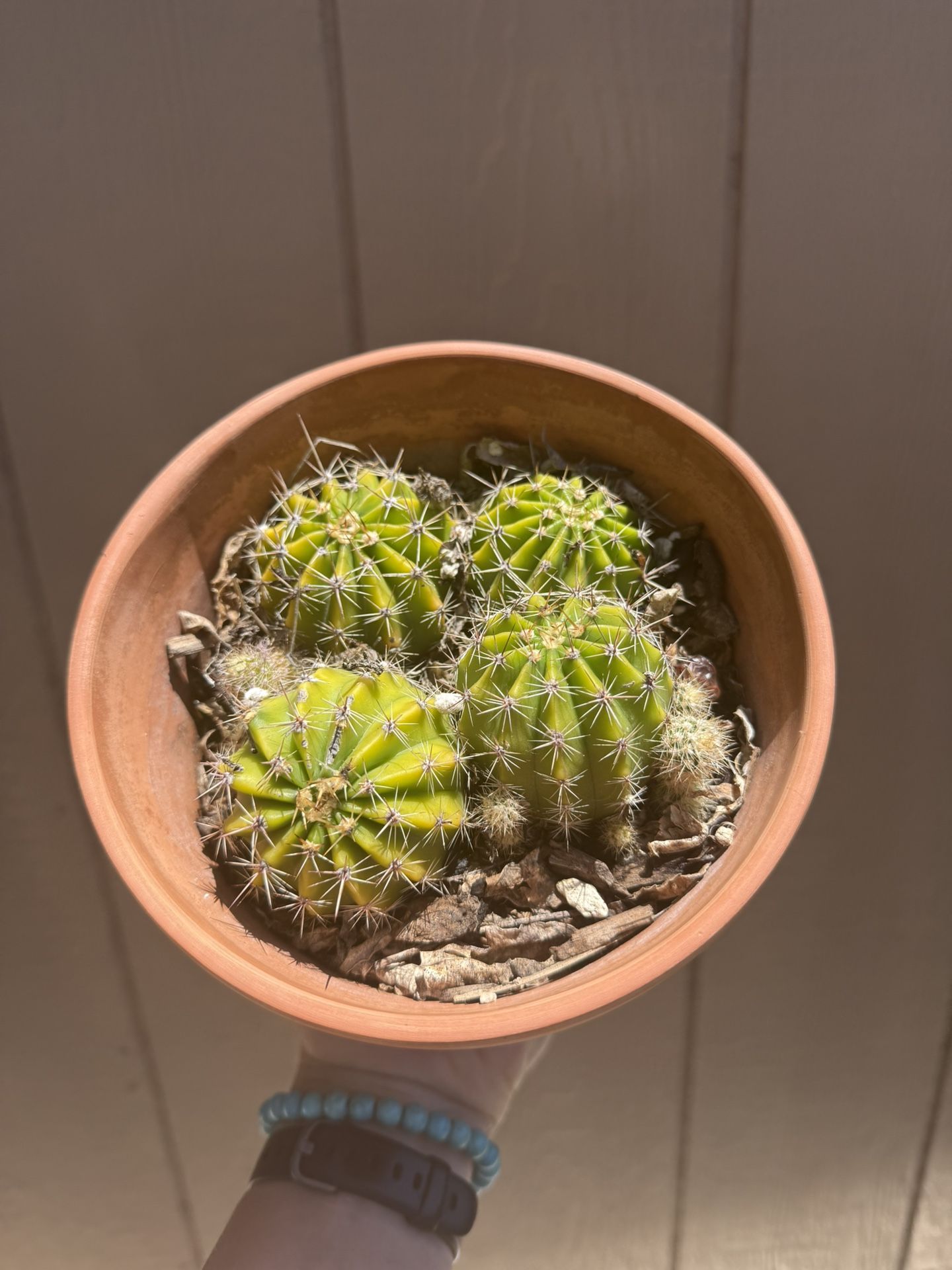 Rainbow barrel Cactus Plant