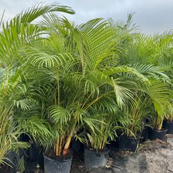 Areca Palms 7 Gallon
