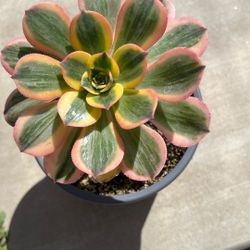 Sun Burst Aeonium 