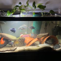 60 Gallon Fish Tank w / Stand , Filter , Sand (No Fish)