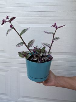 Tradescantia Nanouk Plant