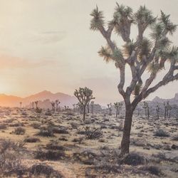 Desert Landscape