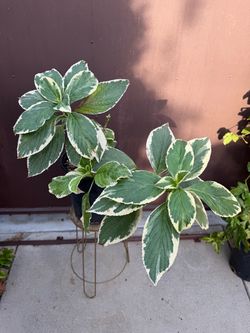 10” variegated hydrangea