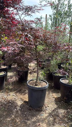 Japanese Maple “ Crimson Queen”