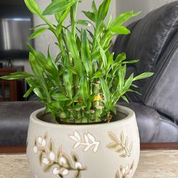 Lucky Green bamboo Plant in Vase / pot