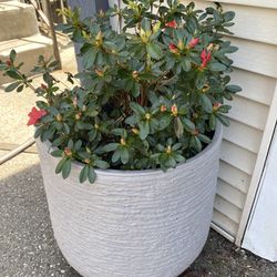 2 Big Pots With Flowers 