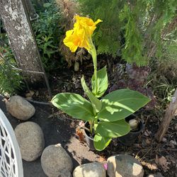 Yellow Canna Lilly 