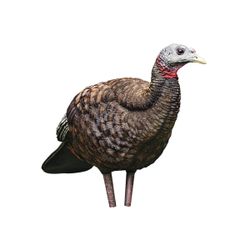 Avian x Turkey breeder hen