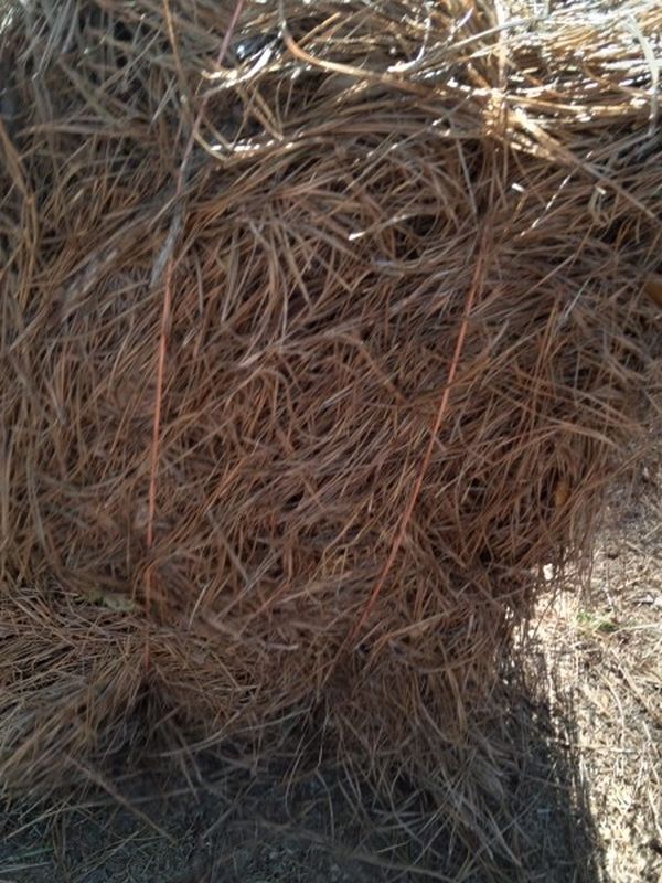 Pine Needle