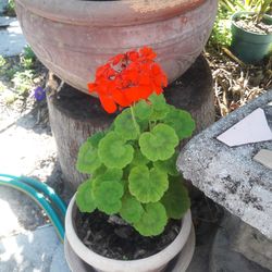 Geranium plant in the pot flower