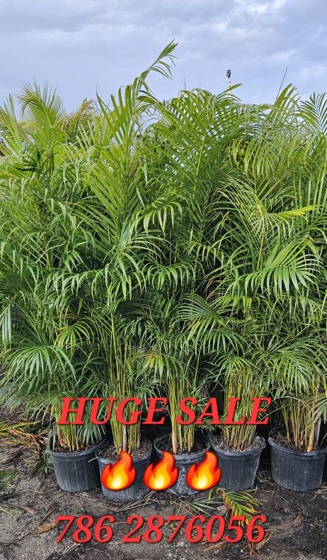 arecas over 6 feet tall Instant probabilidad Hedge For Fence