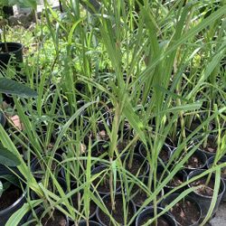 Sugarcane Plant 8$