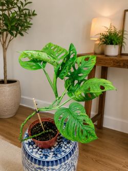 Big Leaf Swiss Cheese Adansonii