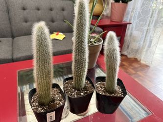 ❤️Silver Torch Cactus❤️5” pot $10 Each