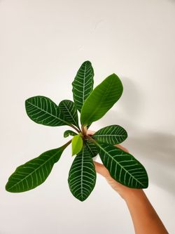 Euphorbia leuconeura