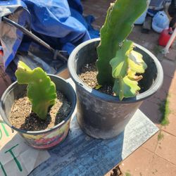 Dragon Fruit Plant 