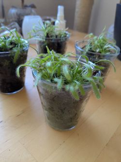 Sundew carnivorous plant