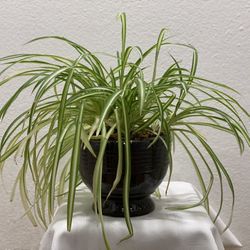 Vintage Pedestal Glazed Garden Planter Pot Espresso