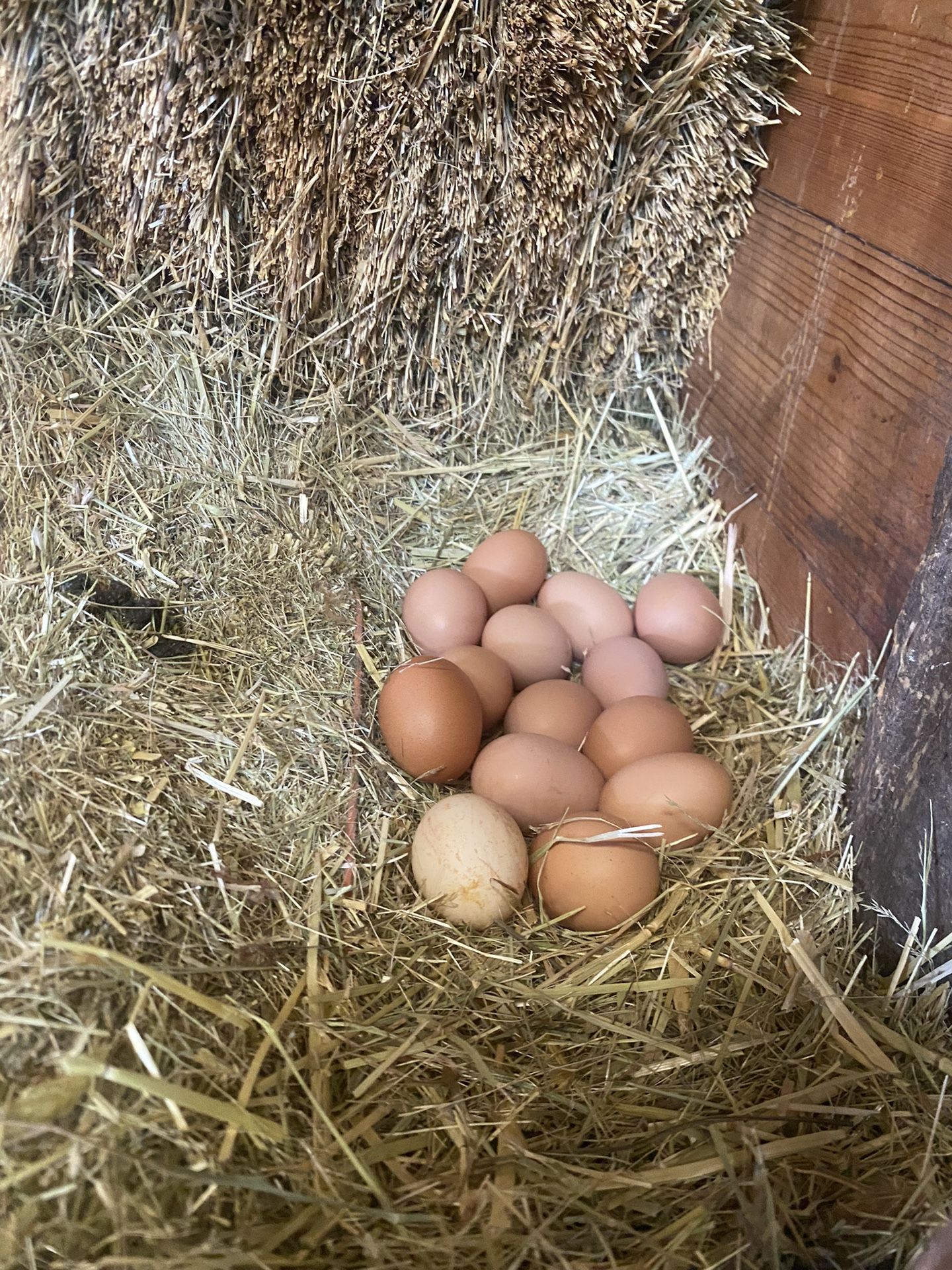 Chicken Eggs