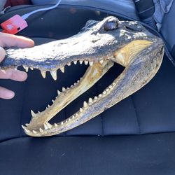 Gator 