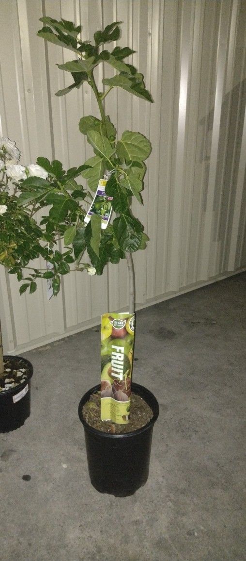 Fig tree for Sale in San Diego, CA OfferUp