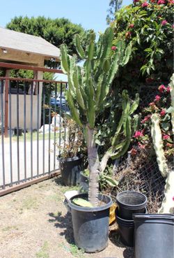 Euphorbia Cactus