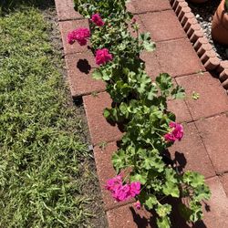 Geraniums Pretty  Pink in Gal Pot,each $8