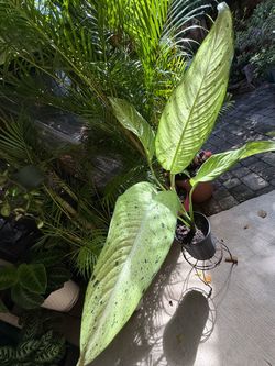 Dieffenbachia 'Camouflage