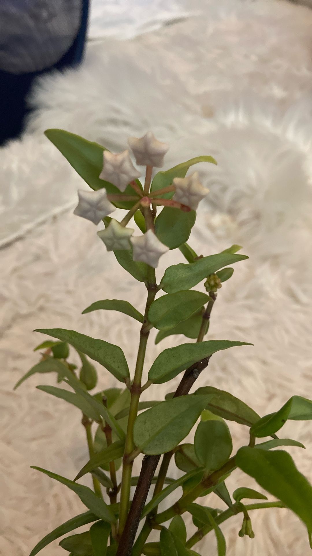 HOYA Bella Blooming