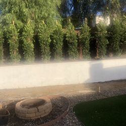 Focus Nitida 8 Feet Tall Planting Service Available 