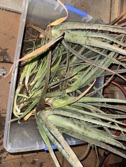 Aloe Vera Plants