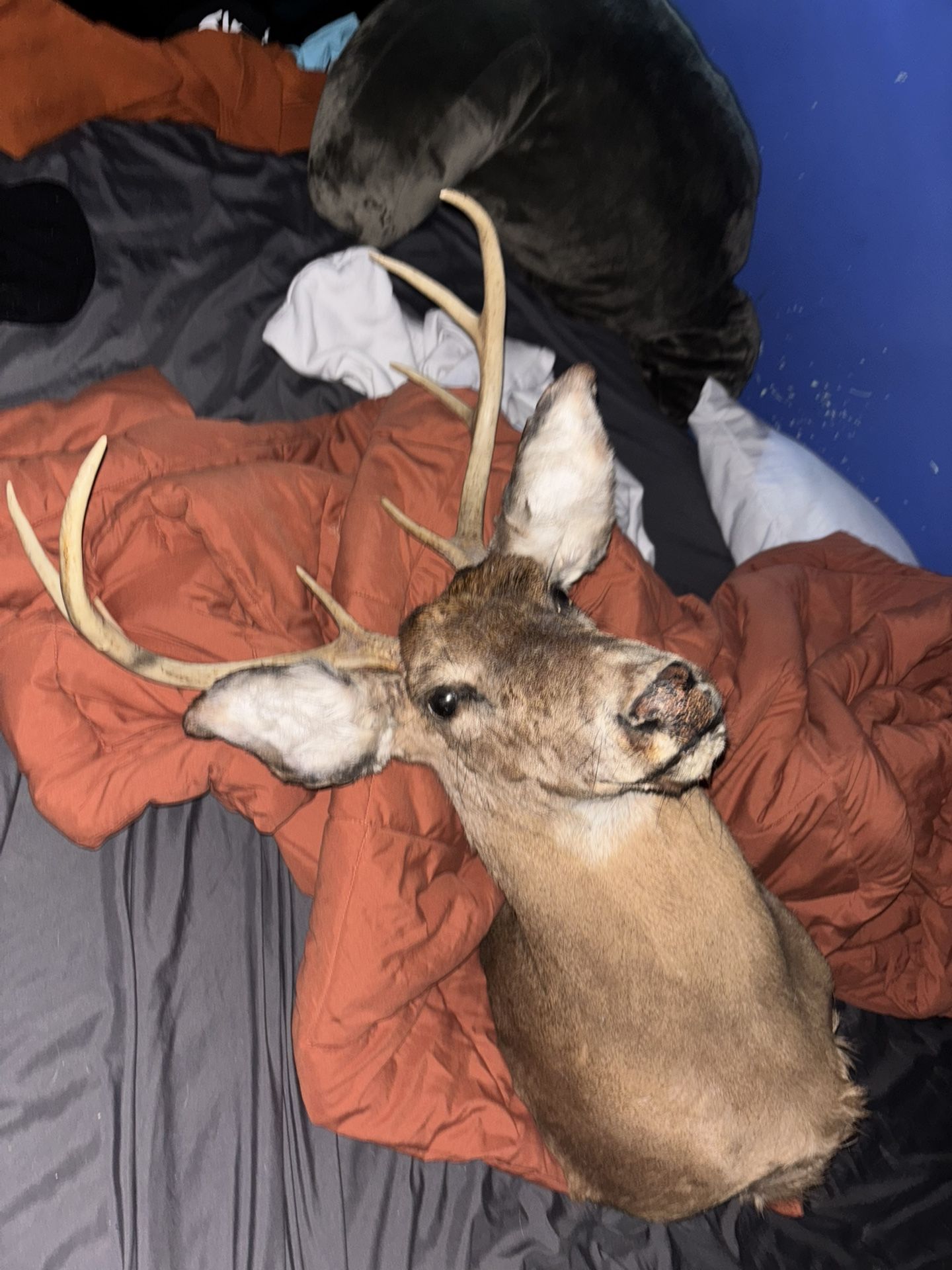 8 Point Buck Trophy mount