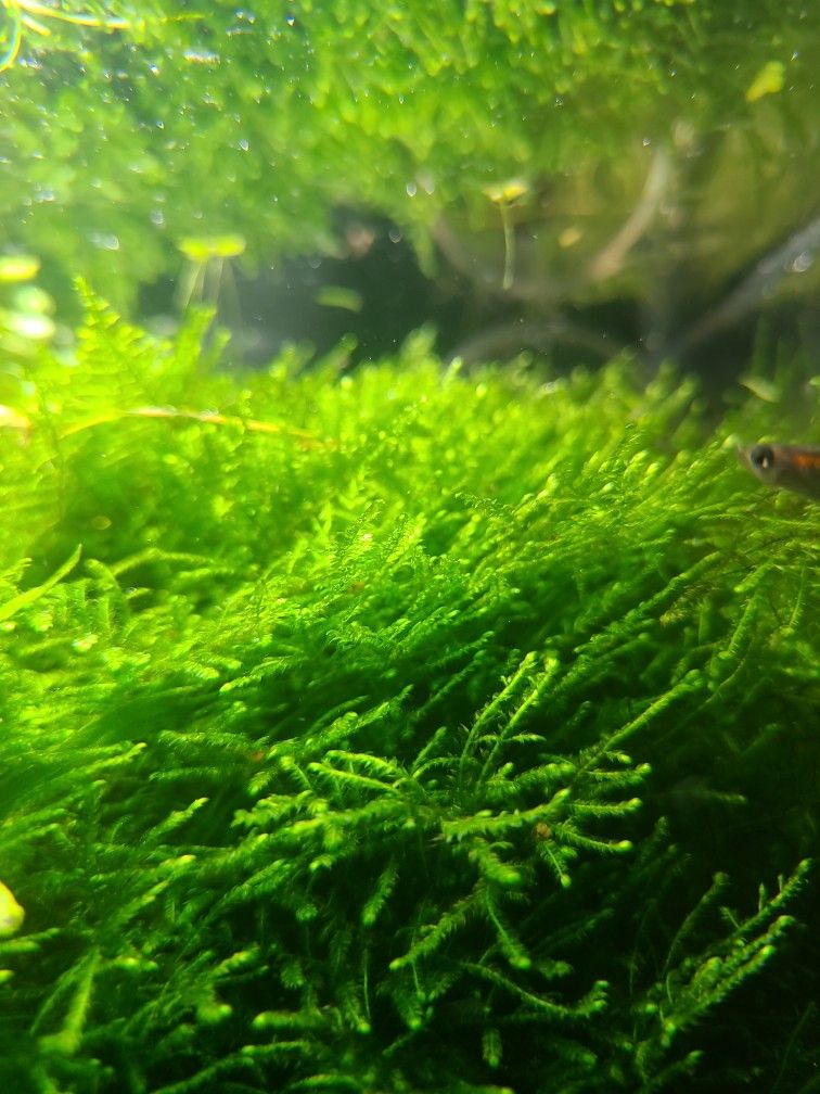 Christmas Moss For Fresh Water Aquarium