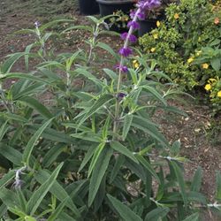 Mexican Sage 