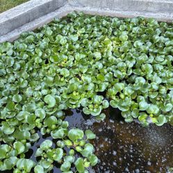 Water Hyacinths