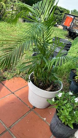 Plantas