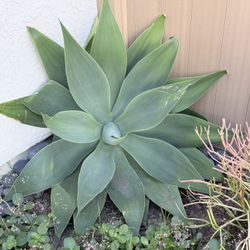 Large Agave Plant 