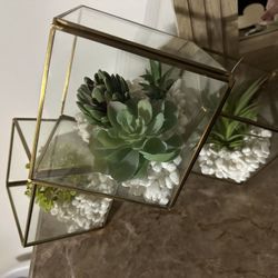 Succulent Decor 