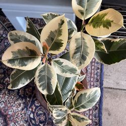 Ficus Rubber Plant w/nice quality pot( 30”tall)