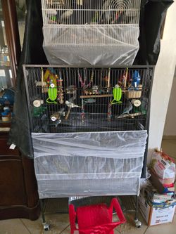 Parakeet cage