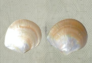 Large Pearlized Clam Shell Polished Seashell White Mother of Pearl Mussel