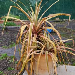 Moving PLANT Sell - Rare Cactus Pineapple Plant for Sale in Pasadena, CA -  OfferUp
