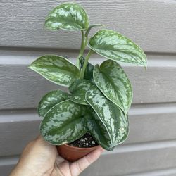 4” Scindapsus Silver Queen
