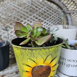 2 Suculent Pots 12