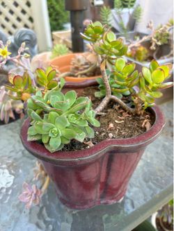 Potted Succulents in ceramic pot