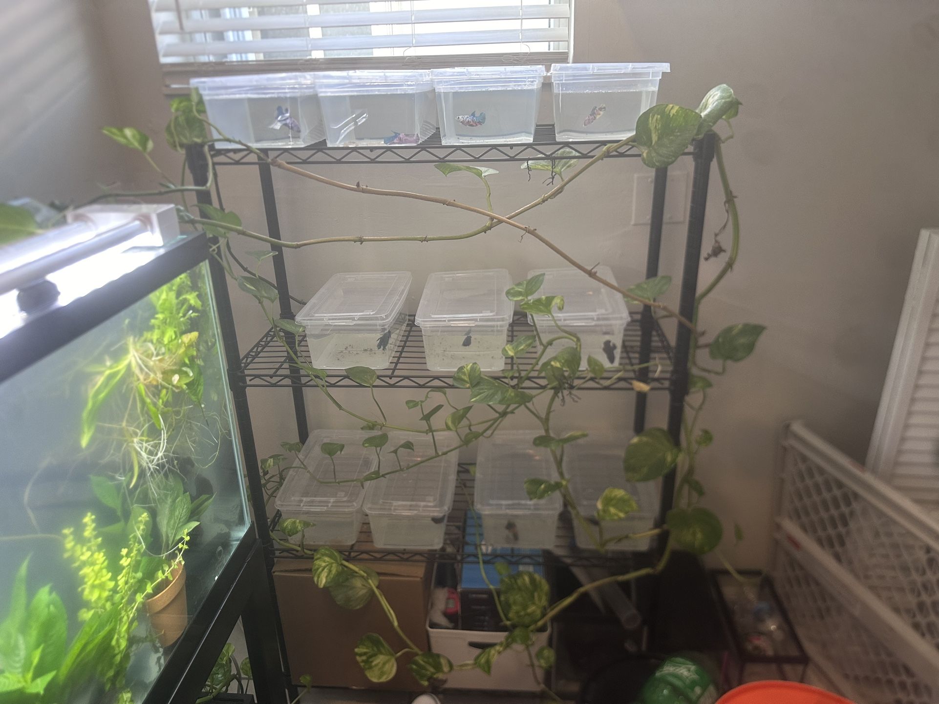 Betta Rack And Tanks / Tubs