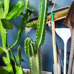 Peruvian Cactus w/ Multiple Arms! 🌵